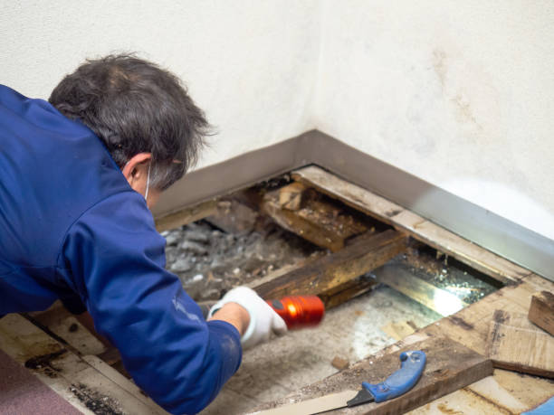 Crawl Space Mold Removal in Campbellsville, KY