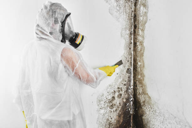 Reliable Campbellsville, KY Mold Removal Solutions