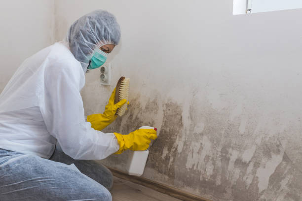 Best Mold Removal Process  in Campbellsville, KY