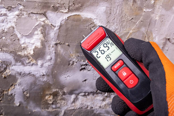 Best Office Mold Removal Services  in Campbellsville, KY