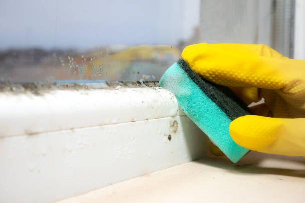 Best Commercial Mold Removal  in Campbellsville, KY