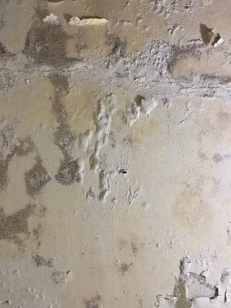 Best Black Mold Removal  in Campbellsville, KY