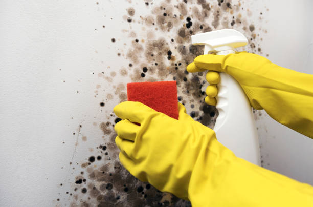 Best Mold Removal and Inspection  in Campbellsville, KY