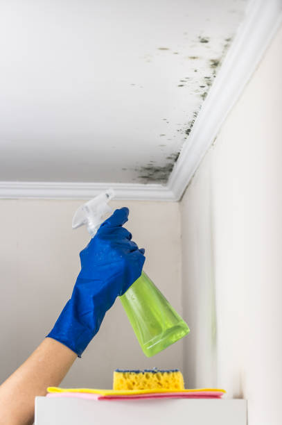 Best Same-Day Mold Removal  in Campbellsville, KY