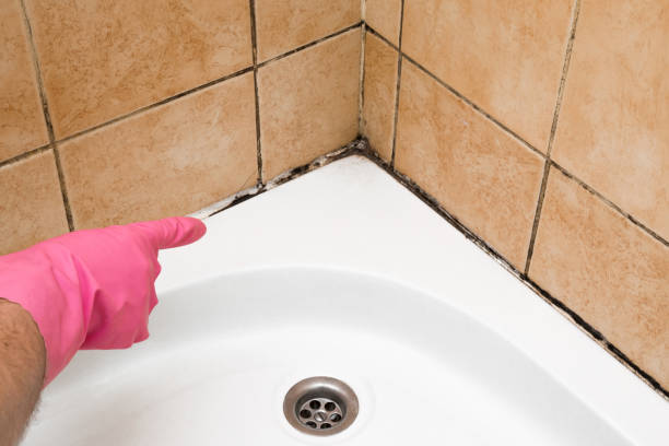 Best Certified Mold Removal  in Campbellsville, KY