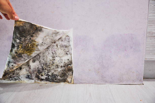 Mold Removal and Inspection in Campbellsville, KY